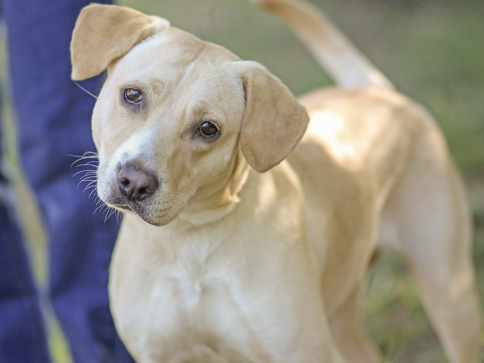 Tally Spay - Spay & Neuter Clinic | Tallahassee Animal Shelter Foundation